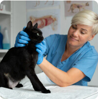 Állatorvos Horváth Daniella