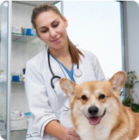 Állatorvos Tóth Orsolya